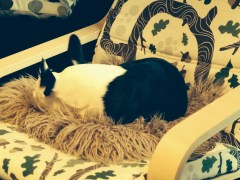 Take it easy in the first few days, but not quite as much a Bob the dog perhaps...